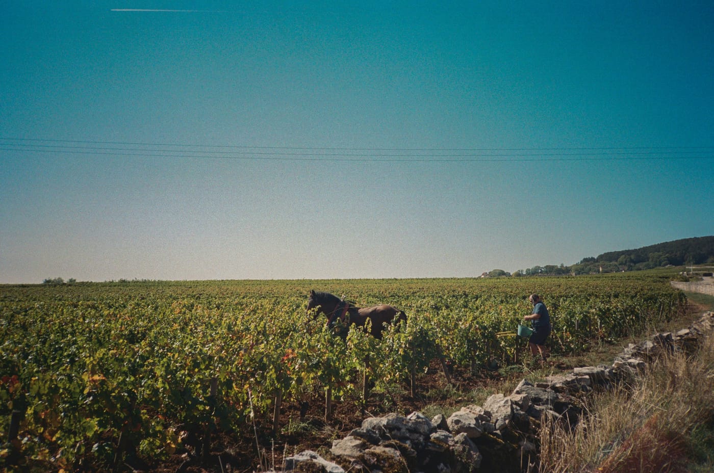 Burgundy Opens Its Earliest Crémant Harvest Yet